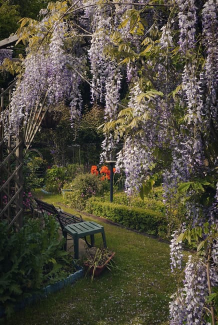 A lush garden scene featuring a well-maintained lawn bordered by neatly trimmed hedges and flower beds. Overhanging branches of a flowering wisteria vine drape down from the top of the image, with clu