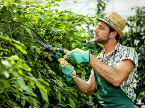 Pruning garden plants in Sanderstead